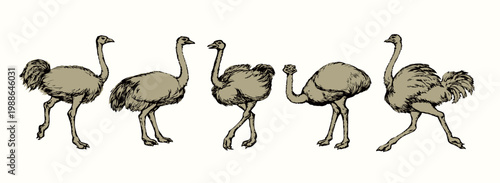 Vector drawing. Ostrich in the steppe