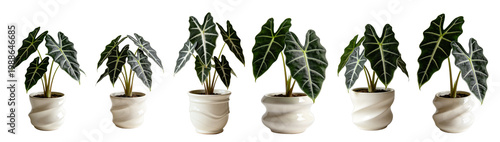 Alocasia Arrow Leaf Tropical Houseplant Transparent Background (Set 3)