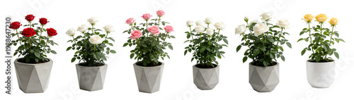 Potted Pink Rose Plant in Stylish Pot - Miniature Rose Collection 7