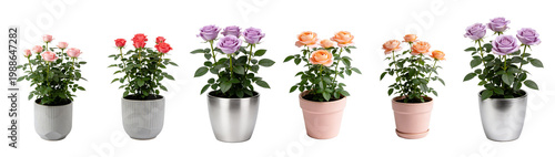 Potted Salmon Red Rose Plant in Decorative Pot - Miniature Rose Collection 3