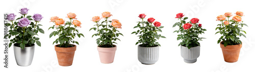 Potted Salmon Red Rose Plant in Decorative Pot - Miniature Rose Collection 7
