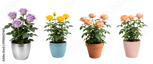 Potted Salmon Red Rose Plant in Decorative Pot - Miniature Rose Collection 11