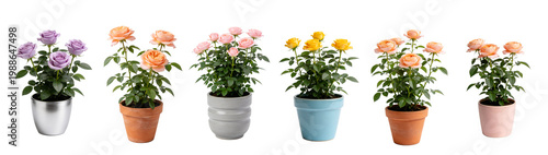 Potted Salmon Red Rose Plant in Decorative Pot - Miniature Rose Collection 9