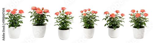 Potted Coral Peach Rose Plant in Speckled Pot - Miniature Rose Collection 2