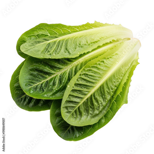 Fresh green romaine lettuce leaves displayed in a natural arrangement isolated on transparent background