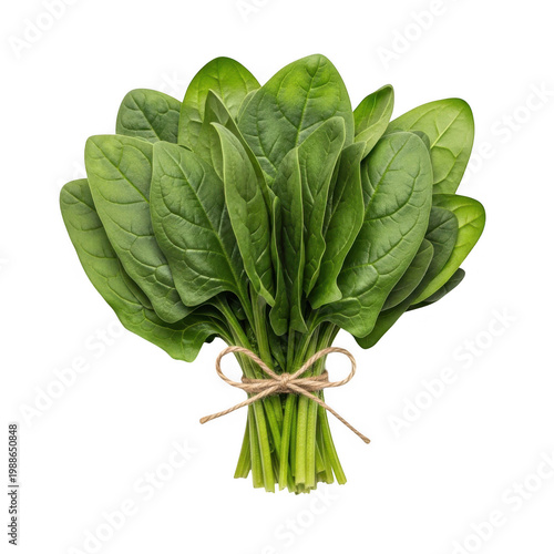 Fresh bunch of green leafy spinach with visible stems and leaves tightly bound together isolated on transparent background