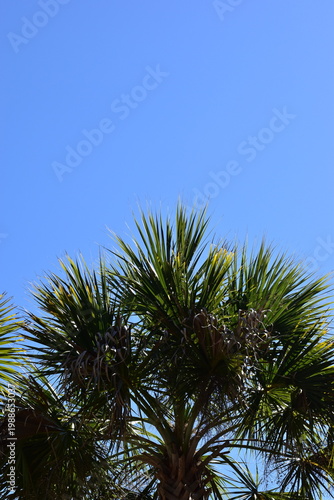 palm tree against blue sky