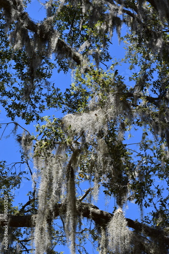 trees and blue sky