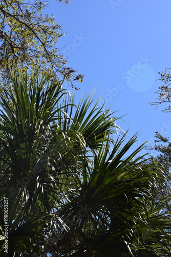 palm trees against blue sky
