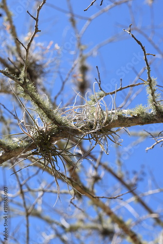 Spanish moss hanging from the tree branches.