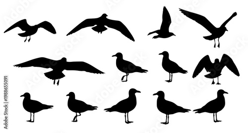 waterfowl, bird, birds, duck, ducks, goose, geese, swan, swans, animal, wildlife, nature, silhouette, black, flying, swimming, standing, wing, feather, lake, pond, outdoor, hunting, rustic, vector, cl