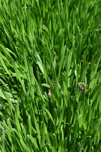 green grass background