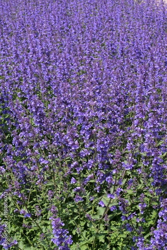 purple flowers in the garden