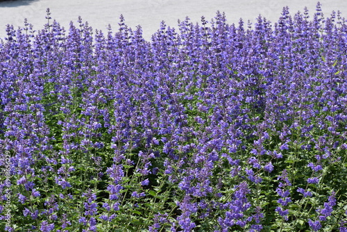 field of lavender