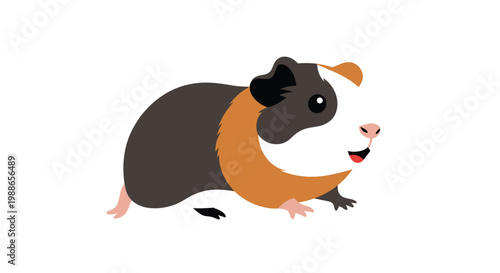 Small and cute guinea pig with brown orange and white fur is shown in a simple profile view on a white background.