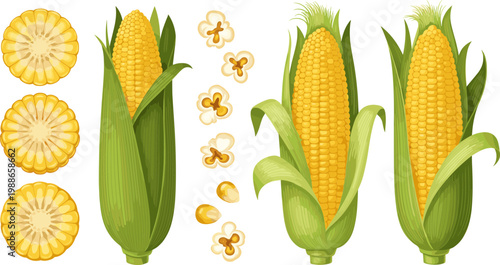 Vector Set of Fresh Yellow Corn on the Cob, Corn Kernels, and Popcorn for Cooking, Food Packaging, and Agricultural Designs