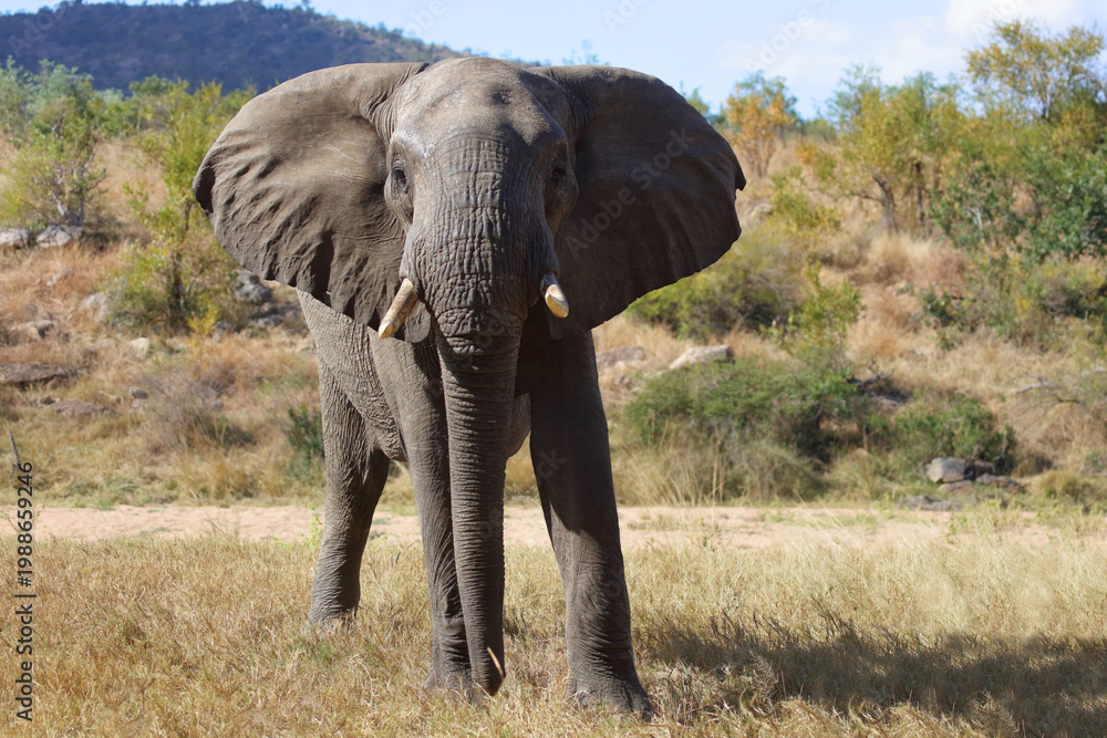 Fototapeta premium Afrikanischer Elefant / African elephant / Loxodonta africana