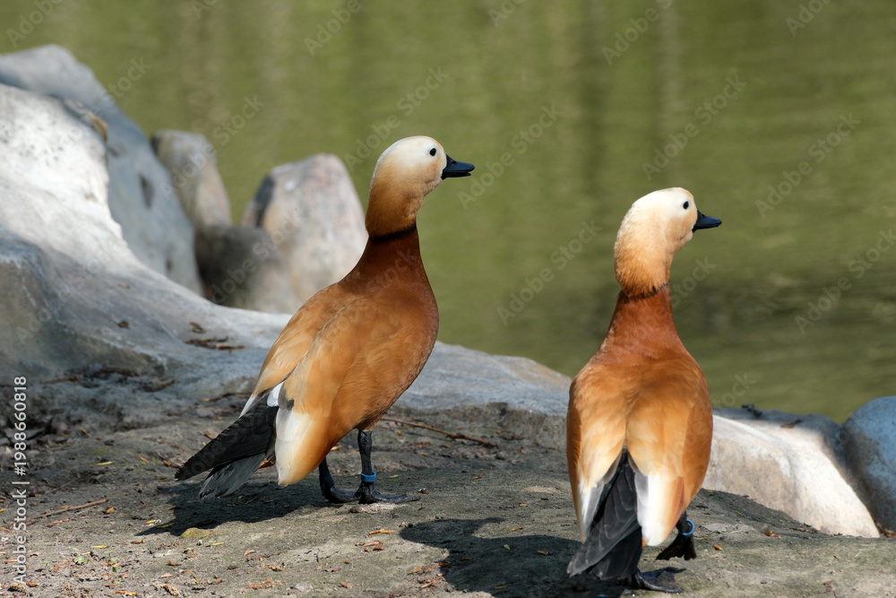 Fototapeta premium Elegant ducks exploring the serene waterside in bright daylight