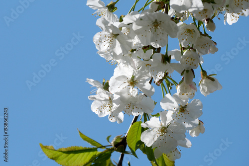 Blossoming cherry tree branches against a clear blue sky