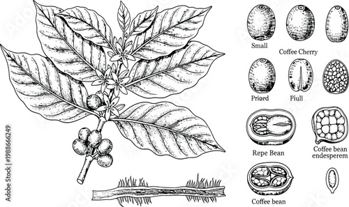 Vintage botanical coffee plant illustration with cherry, bean anatomy, engraved black white sketch, hand drawn style
