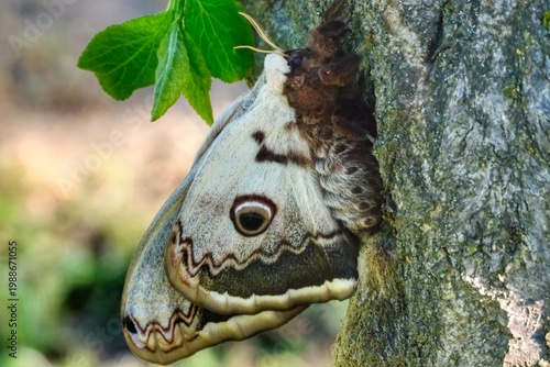Papillon grand paon de nuit sur un arbre 