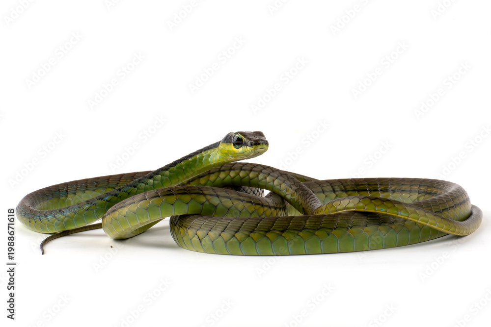 Obraz premium Painted Bronzeback snake on a white background