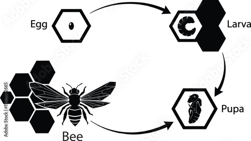 Life cycle of a bee, stages of development from egg to
