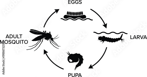 Mosquito life cycle diagram, showing eggs, larva, pupa, and mosquito stages life stages