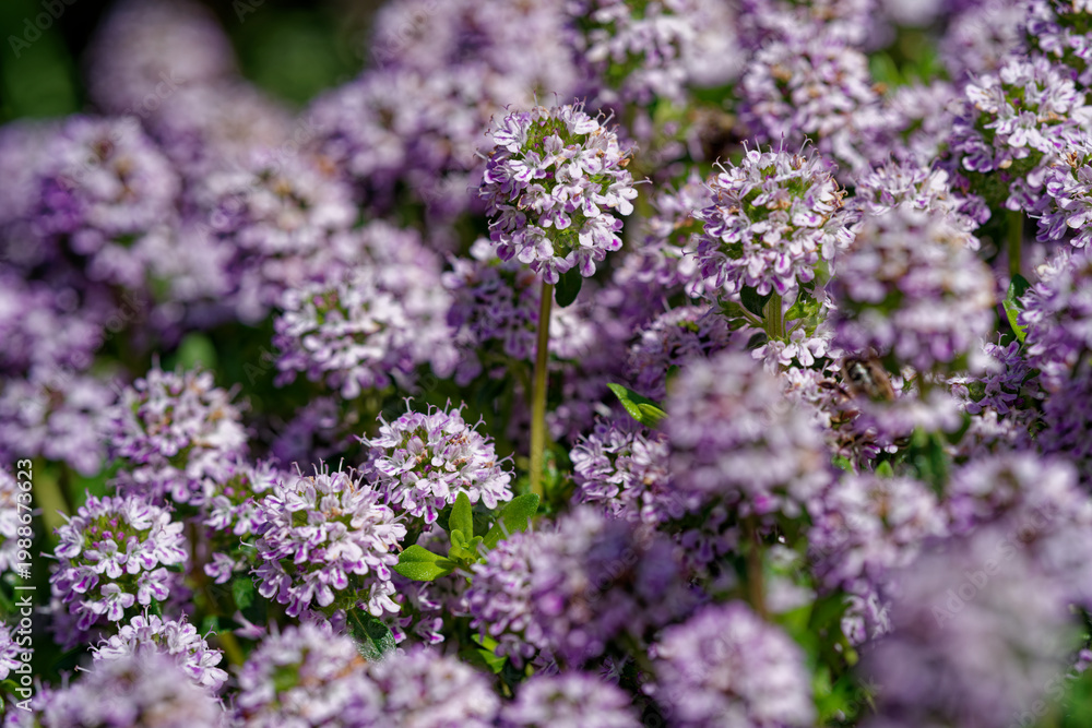 Obraz premium Fleurs de sarriette