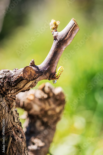 Drop of sap falling from vine branch with young shoots in spring. Sardinia, Italy. Traditional organic agriculture. 