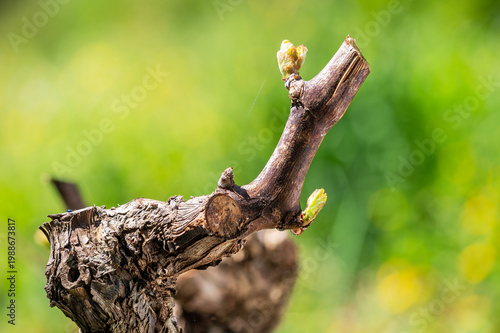 Drop of sap falling from vine branch with young shoots in spring. Sardinia, Italy. Traditional organic agriculture. 