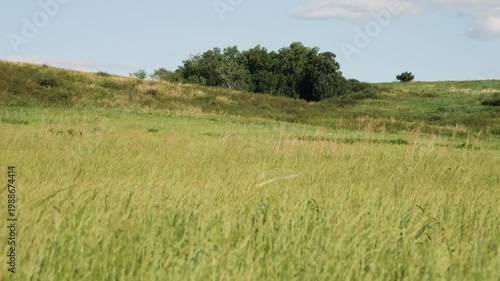 The foothills of the Southern Urals in early summer: the wind stirs the grass in the steppe.