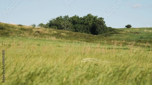 The foothills of the Southern Urals in early summer: the wind stirs the grass in the steppe.