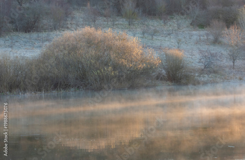 spring forest in the morning
