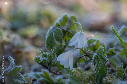 white jays on the island in spring