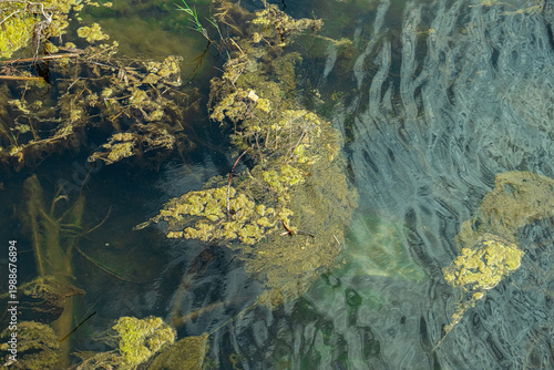 Obraz na płótnie Green algae and lichen on the lake. Water pollution.