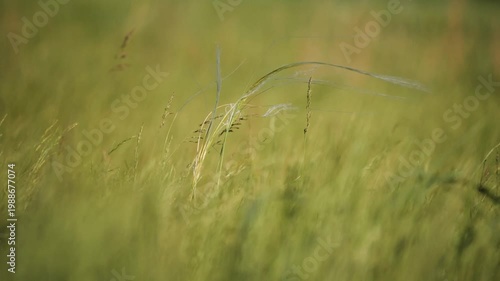 The foothills of the Southern Urals in early summer: the wind stirs the grass in the steppe.
