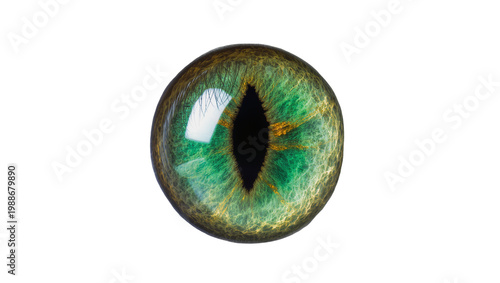 Slika na platnu Detailed green reptilian eye with vertical pupil, isolated on transparent backgr
