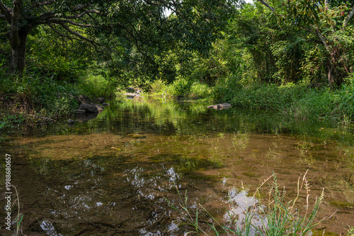 Serene Clear Stream Flowing Through Lush Tropical Jungle. Jalcomulco, Veracruz, Mexico