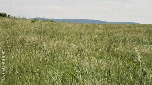 The foothills of the Southern Urals in early summer: the wind stirs the grass in the steppe.
