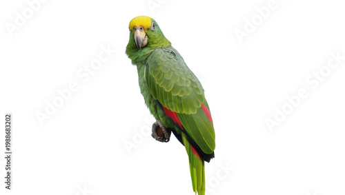 Green parrot with yellow head perched on a branch, isolated on transparent background