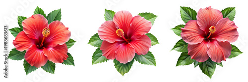  Set of  pink Bloom flower Hibiscusa with green leaves isolated on a transparent background