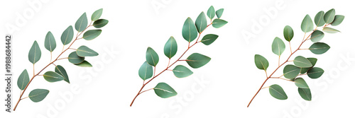Set of eucalyptus branch isolated on a transparent background