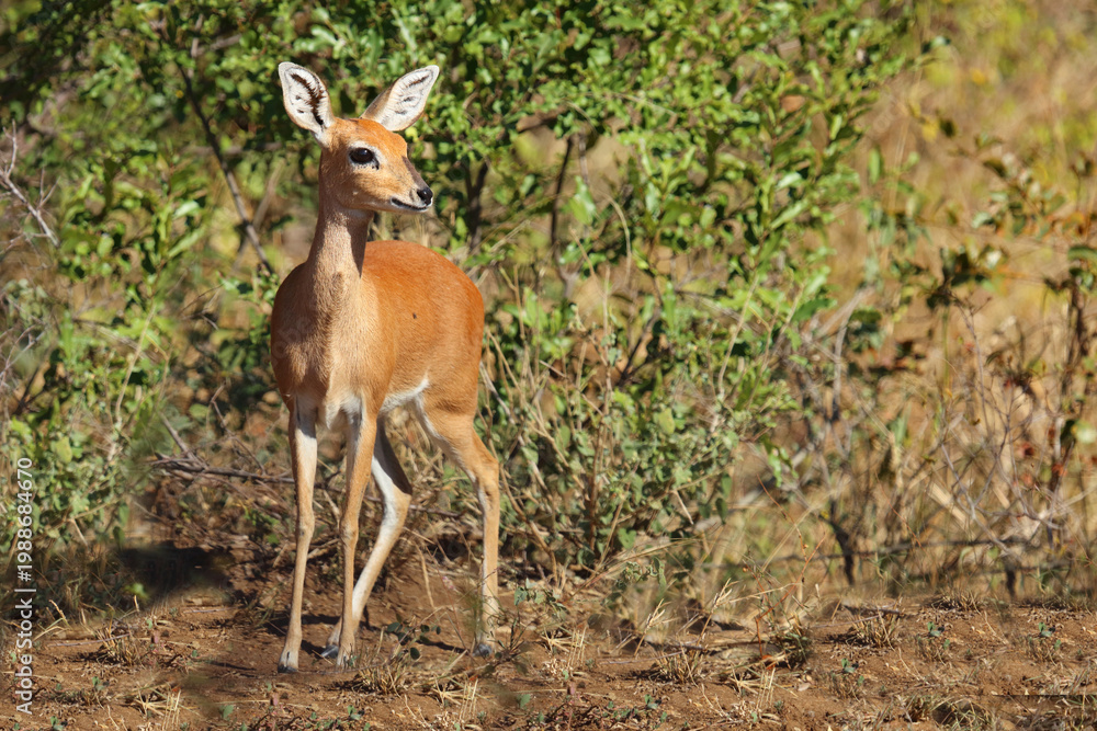 Obraz premium Afrikanischer Steinbock / Steenbok / Raphicerus campestris