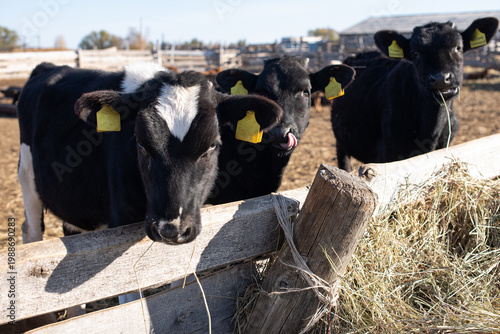 Fotografie Red pied and black pied cows in outdoor pens with yellow ear tags