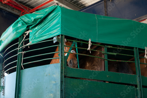 Caballos en transporte dentro de remolque con lona verde