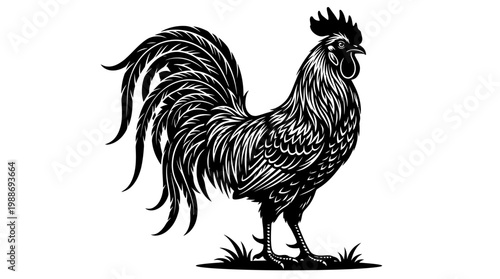Black and white rooster standing proudly.