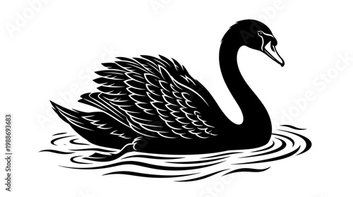 Black Swan Bird Swimming Water.