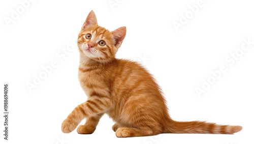 Photos Curious orange tabby kitten with striped fur sitting playfully, isolated on tran