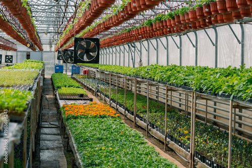 Canvastavla Modern agricultural greenhouse with organized benches of green plants, vibrant f